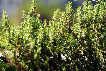 Fresh thyme herb outdoors - spice and green herb