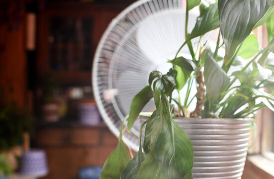 Plant And Fan On The Window In The Summer Heat Day