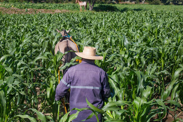Naklejka premium Farmer with horse ploughing corn field