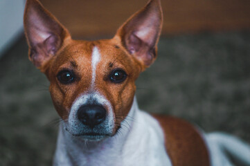 Jack Russell's DOG