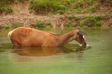 female common fallow deer (Dama dama) standing in the water and drinking carefully