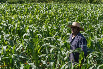 Naklejka na ściany i meble farmer is harvesting corn in mexico