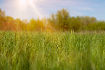 Obraz na płótnie Canvas A sunny landscape. Green meadow and trees.