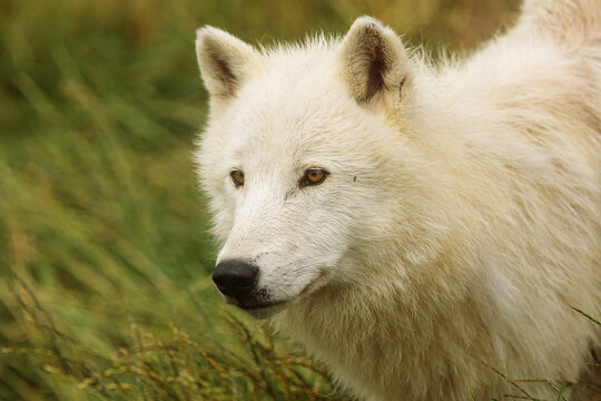 male Arctic wolf (Canis lupus arctos) a wonderful close-up portrait