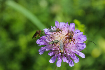 Fliegen saugen Nektar an der Blüte