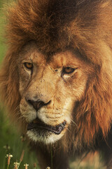 big lion (Panthera leo) ery close up portrait