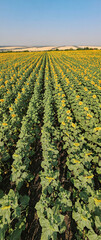 Vertical panorama of Young sunflowers grow on field. Rows of young green sunflower plants in field, agriculture in summer