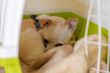 Chihuahua dog inside kennel
