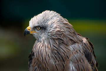 Stunning bird portrait in wild nature