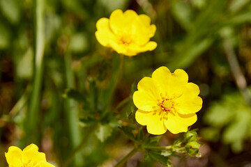 Obraz premium selective focus close-up of bulbous buttercup flower 