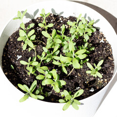Lavandula. Potted lavender sprouts. Growing plants at home.
