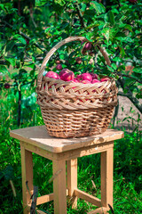 A full basket of red apples stands on a vintage stool in the orchard near the apple tree. Beautiful scene of harvesting apples. There is no one