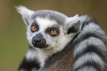 Obraz premium lemur on a tree