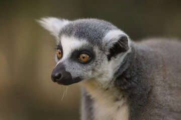 lemur on a tree