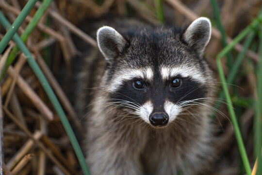 Raccoon looking at the camera. Wildlife photography. 