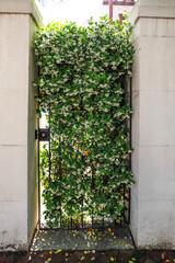 Fototapeta na wymiar Blooming jasmine greenery covered iron door and outdoor concrete walls of a building or home.