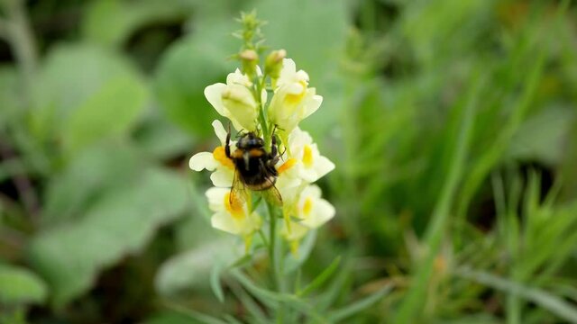Bumblebee on yellow flowers of Linaria vulgaris Mill