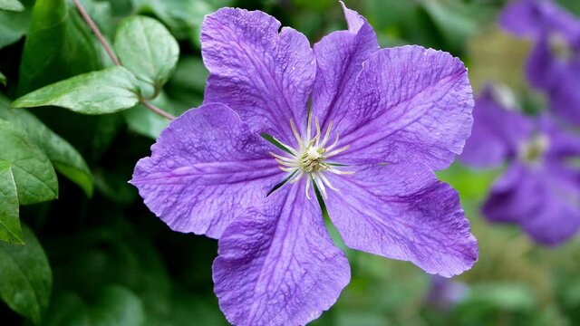 Flowers perennial vines of clematis in the garden. Growing clematis. Blooming clematis.