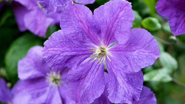 Clematis purple flower in summer garden