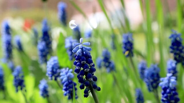Many muscari blue flowers in green. Spring muscari hyacinth flowers. Beautiful Blue spring holiday nature