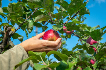 A woman's hand picks a ripe red apple from a branch of an apple tree. Looking up