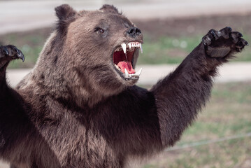 A bear with raised arms and open mouth.