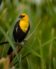 Yellow Headed Blackbird 2
