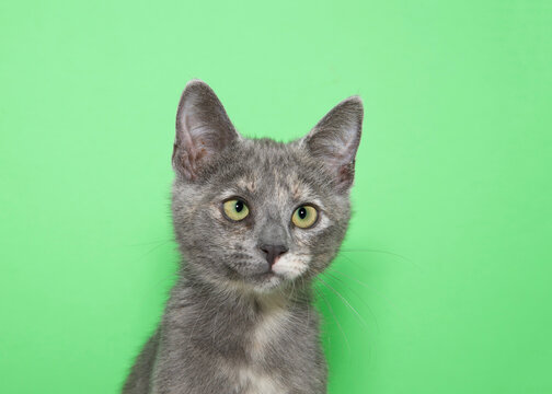 Portrait of a diluted tortie kitten looking slightly to viewers right,  mildly cross eyed. Green background with copy space.