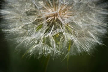 Abwaschbare Fototapete dandelion seed head © Phillip