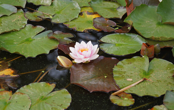 Aufgeblühte Seerose in Weiß und Rosa, daneben eine Knospe, beide inmitten eines Teichs, umgeben von großen, grünen Seerosenblättern