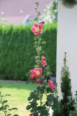 Naklejka premium Flora und Fauna