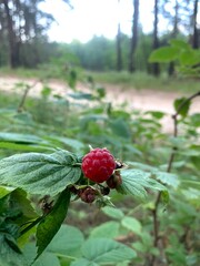 
raspberry fruit russian forest wild berry natural nature vitamins summer Murom forests Murom Vladimir Russia