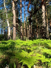 pine forest pine trees clear weather summer needles greenery