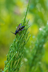 Green horsetail on a meadow with drops of morning dew.