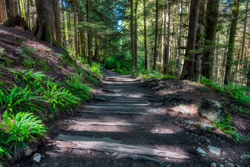Obraz premium Lynn Canyon Park, North Vancouver, British Columbia, Canada. Beautiful Wooden Hiking Trail in the Rainforest. Sunny Summer Morning.