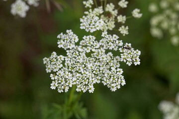 Flower of the plant Chaerophyllum aureum