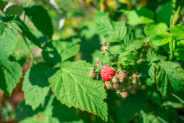 Raspberry berry on a green bush. Delicious summer dessert. Growing and caring for plants in the garden