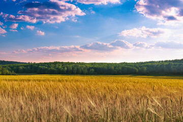 Blue sky and a beautiful yellow field with wheat.