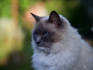 Ragdoll Cat