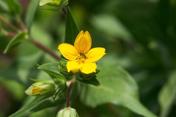 Texas yellow star, Lindheimera texana
