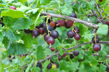 On the branch are ripe berries of yoshty