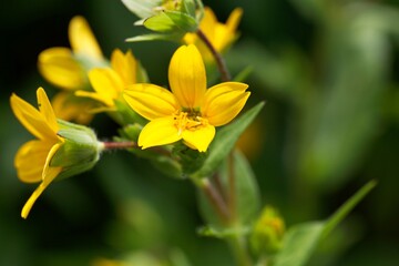 Texas yellow star, Lindheimera texana