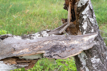 A tree broke from a lightning strike.