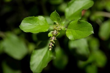 The Holy basil or Tulsi plant, Ocimum tenuiflorum