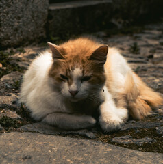 Cat in Valldemossa