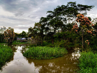 Amazon river and vegetation