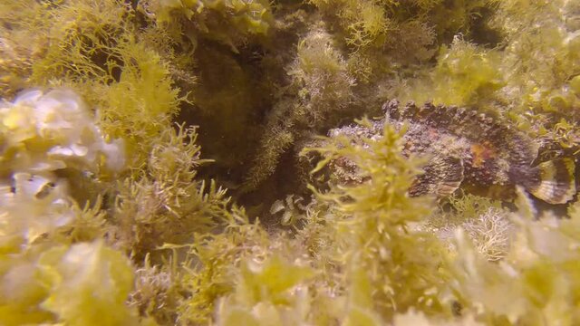 Stonefish slowly swim above sandy seabed among the algae in the sunrays. Reef Stonefish (Synanceia verrucosa). Slow motion