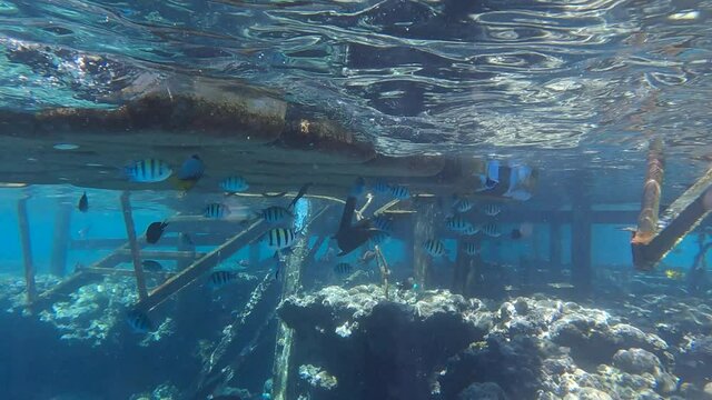 A flock of tropical fish is hiding along the pantone at the old pier. Slow motion