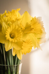 Beautiful Bouquet of Yellow Spring Daffodils