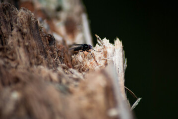 ants on a tree